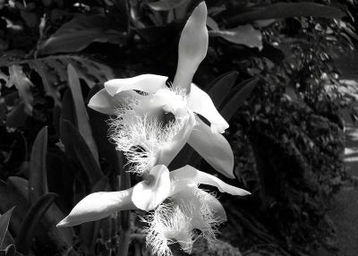 Cattleya orchid black and white image